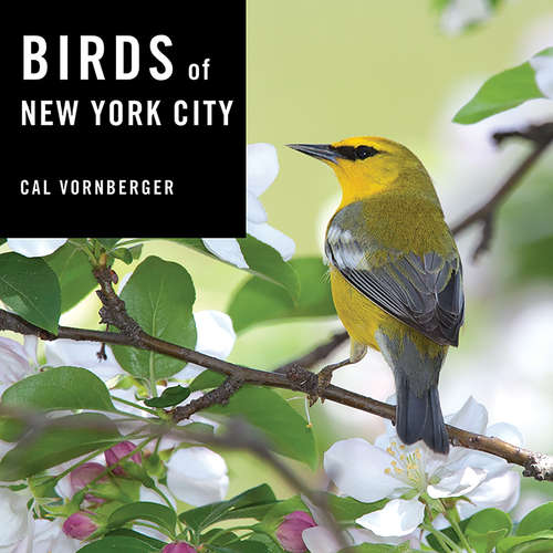 Book cover of Birds of New York City