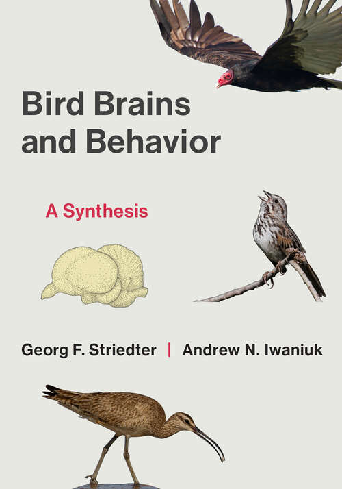 Book cover of Bird Brains and Behavior: A Synthesis