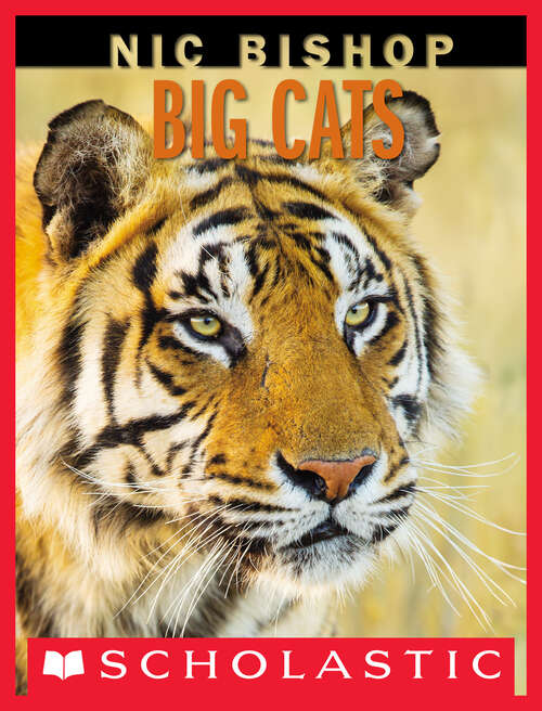 Book cover of Nic Bishop Big Cats (Collins Big Cat Ser.)