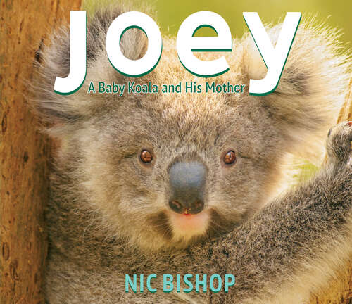Book cover of Joey: A Baby Koala and His Mother