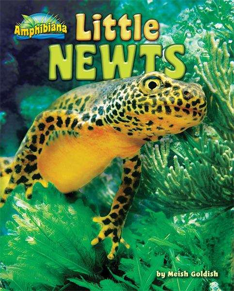 Book cover of Little Newts: Amphibiana