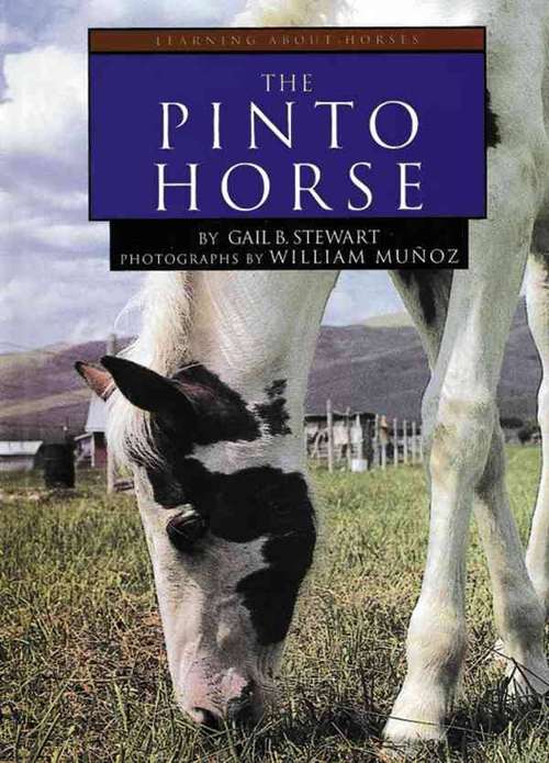 Book cover of The Pinto Horse (Learning About Horses)