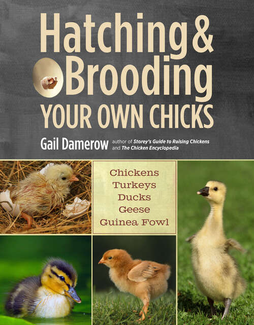 Book cover of Hatching & Brooding Your Own Chicks: Chickens, Turkeys, Ducks, Geese, Guinea Fowl