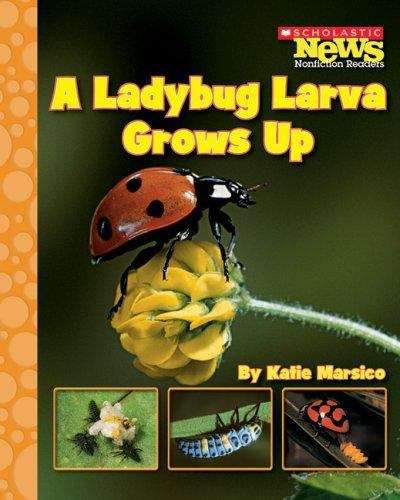 Ladybug Larva Grows Up