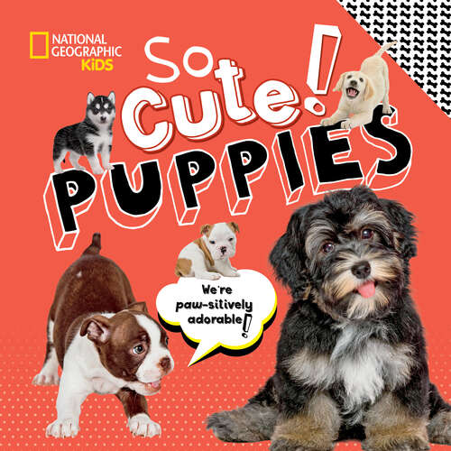 Book cover of So Cute! Puppies (So Cool/So Cute)