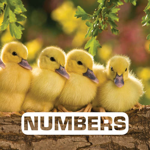 Book cover of Numbers (Picture This)